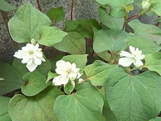 IMG_20180516_143029.jpg